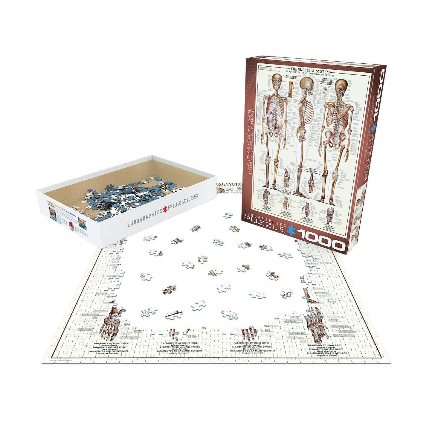 Eurographics The Skeletal System Puzzle - 1000 Piece Puzzle!