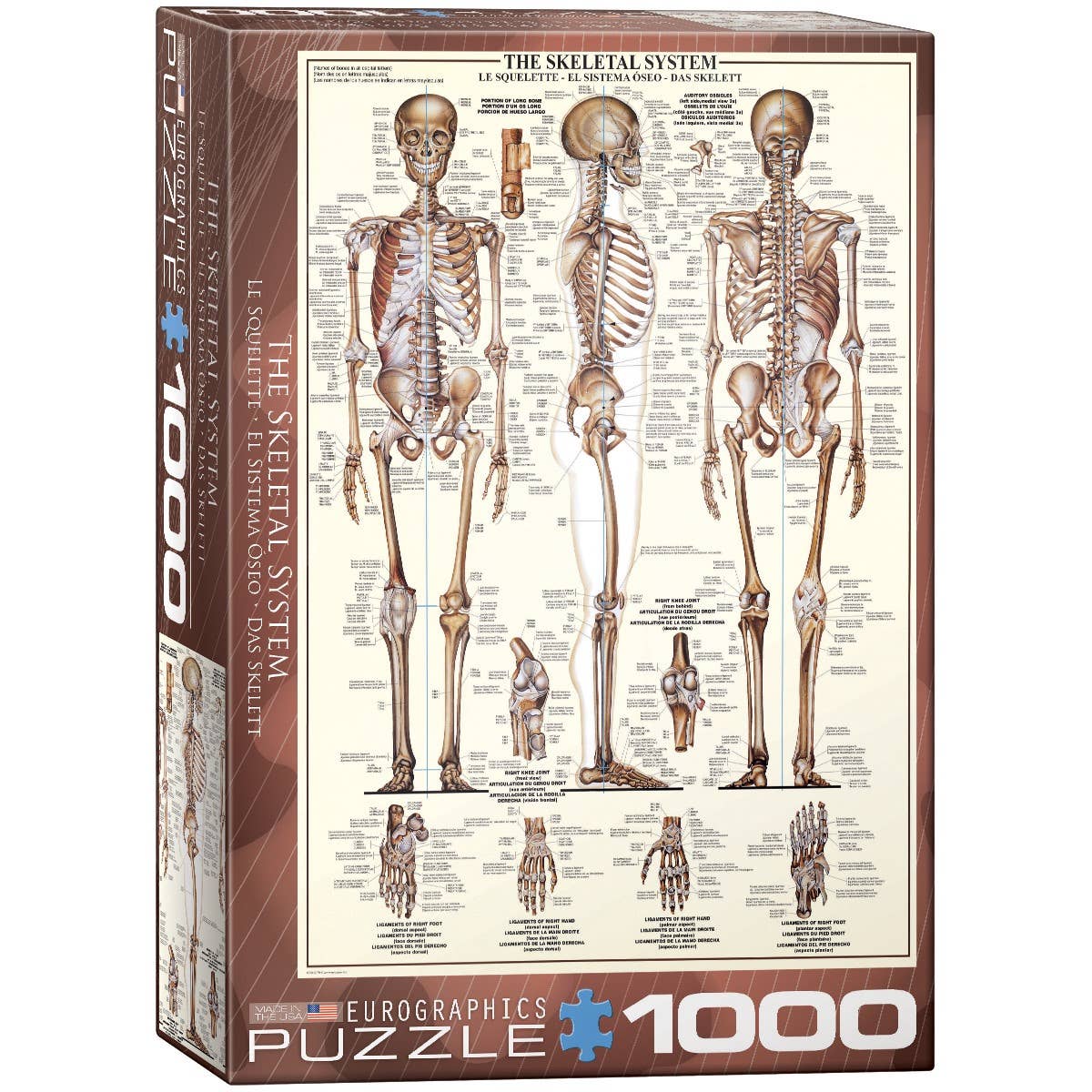 Eurographics The Skeletal System Puzzle - 1000 Piece Puzzle!