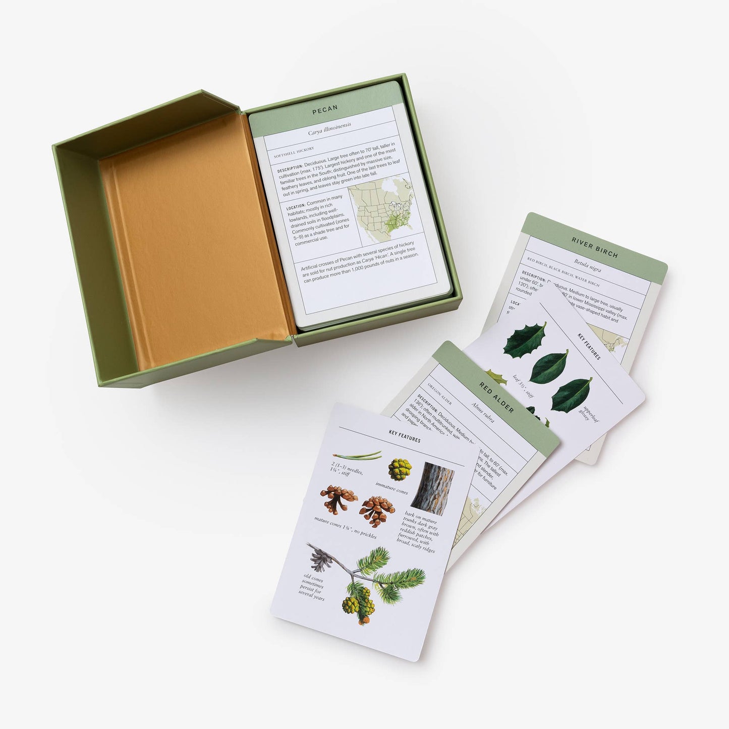 Sibley Tree Identification Flashcards