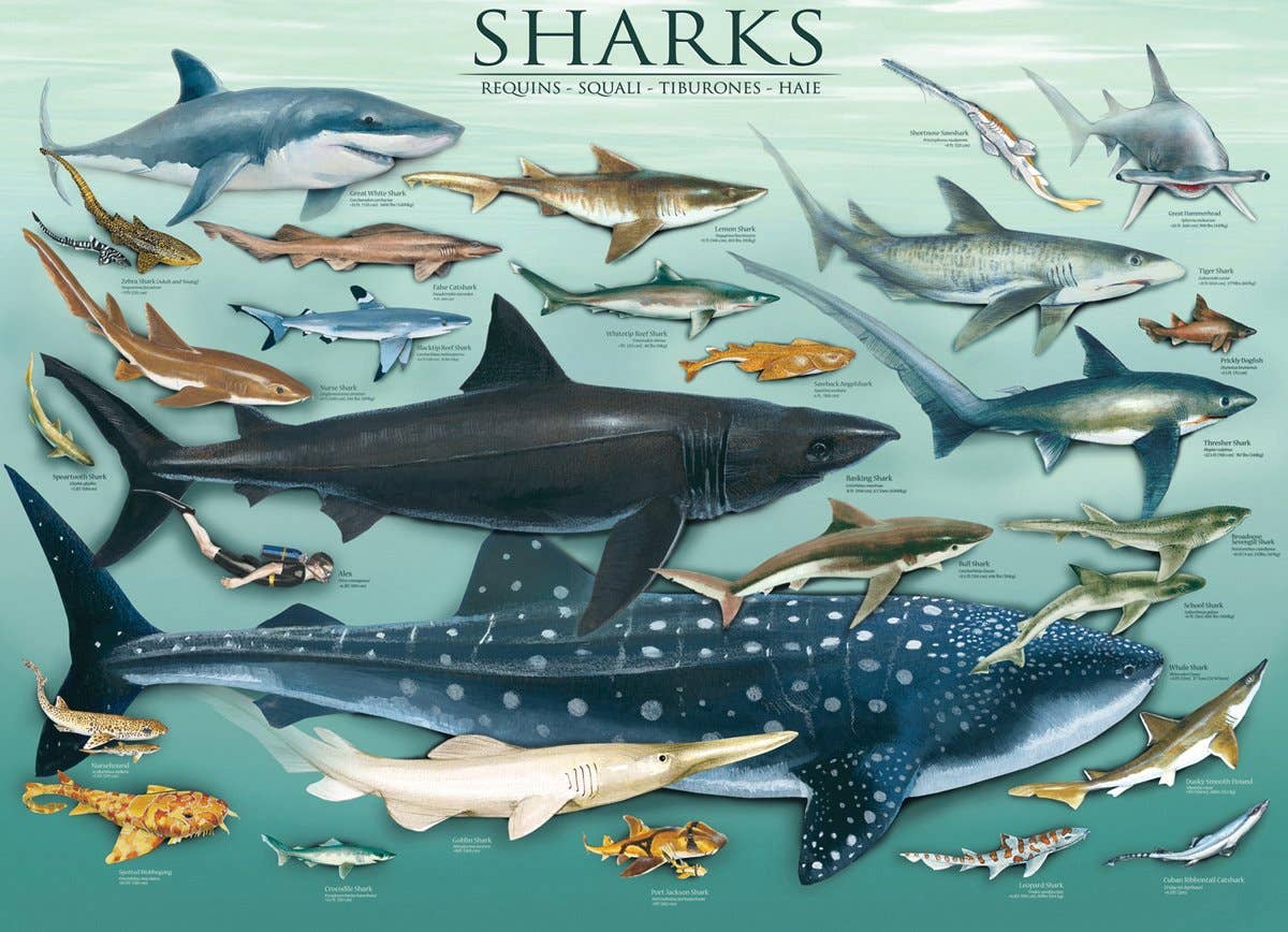 Eurographics Puzzles USA Sharks Puzzle