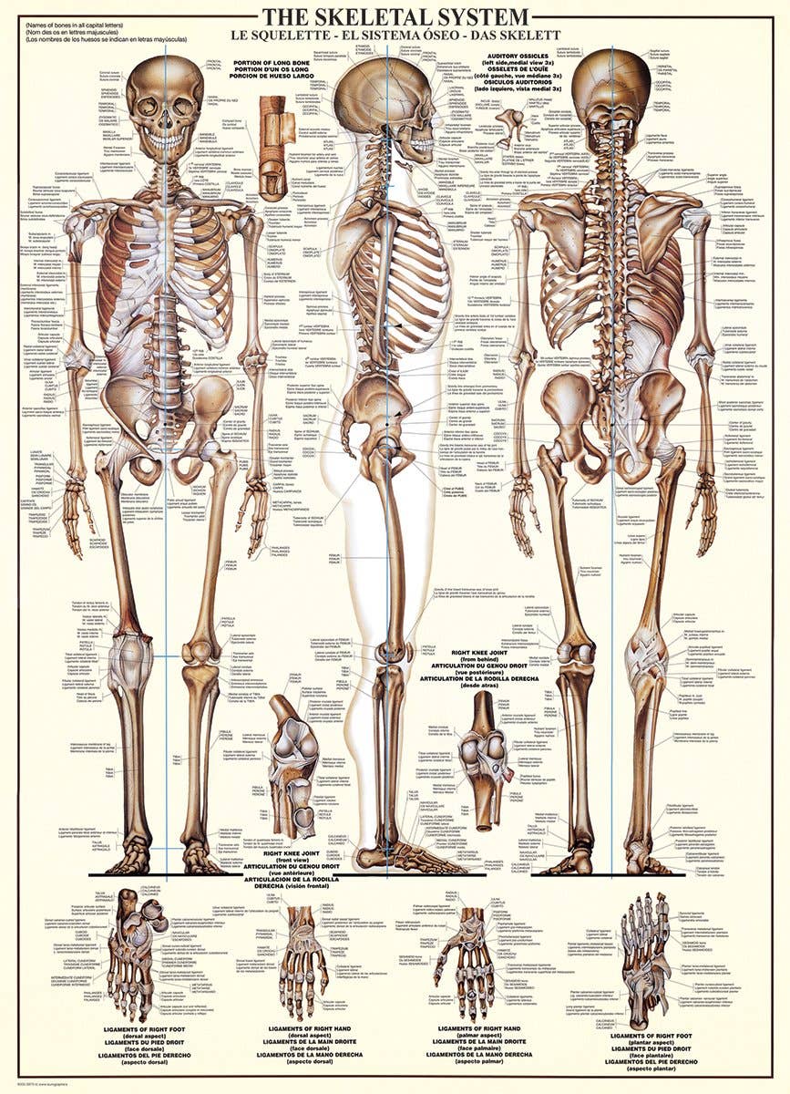 Eurographics The Skeletal System Puzzle - 1000 Piece Puzzle!