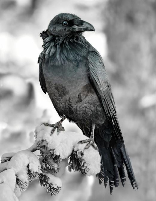 May include: A black raven perched on a snow-covered branch. The raven has a dark gray body with a long tail and a black beak. The background is a blurry white and gray, suggesting a snowy forest.
