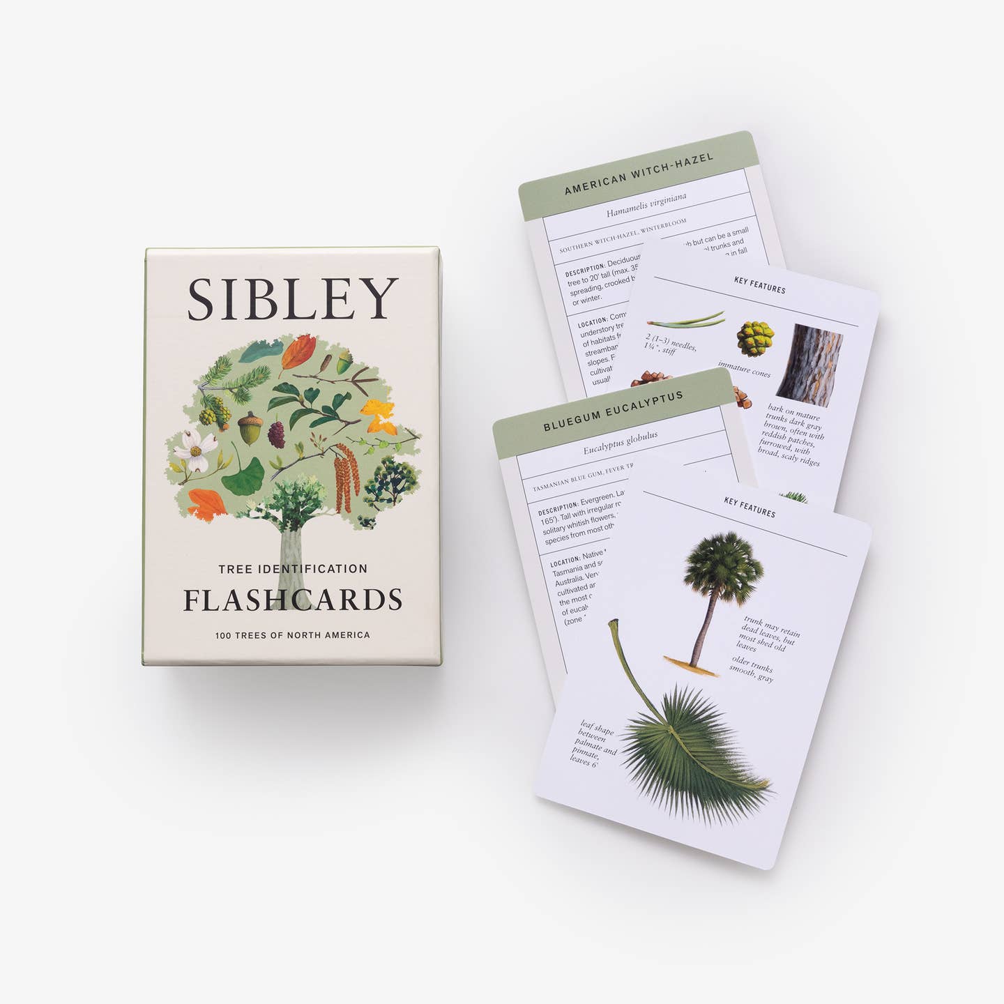 Sibley Tree Identification Flashcards